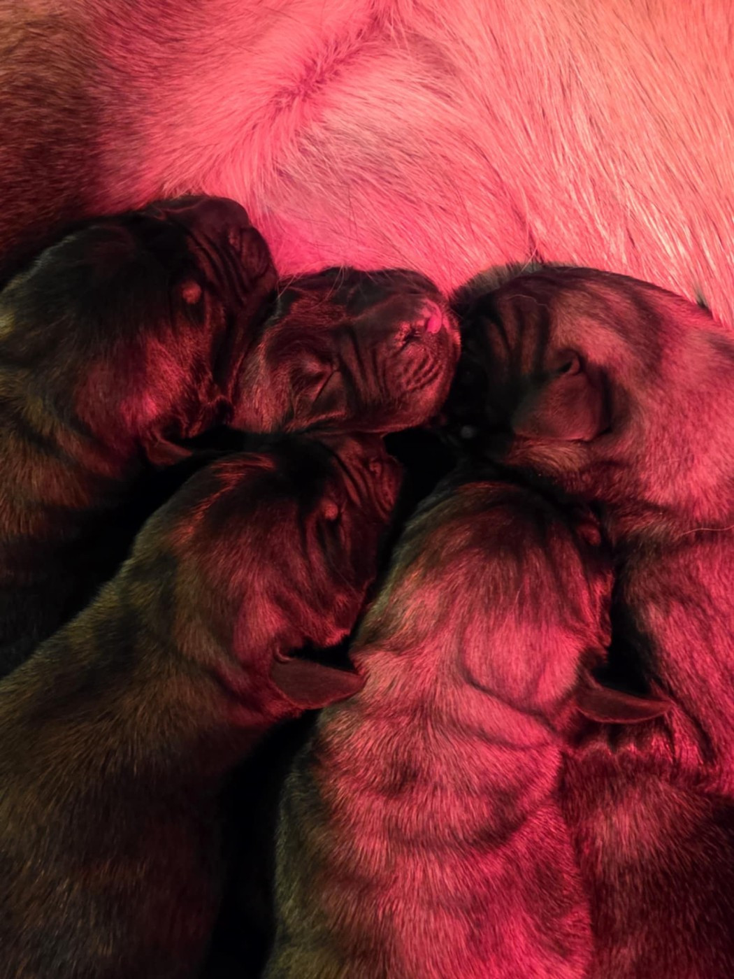 Chiot Mastiff Des Géants Du Crollies