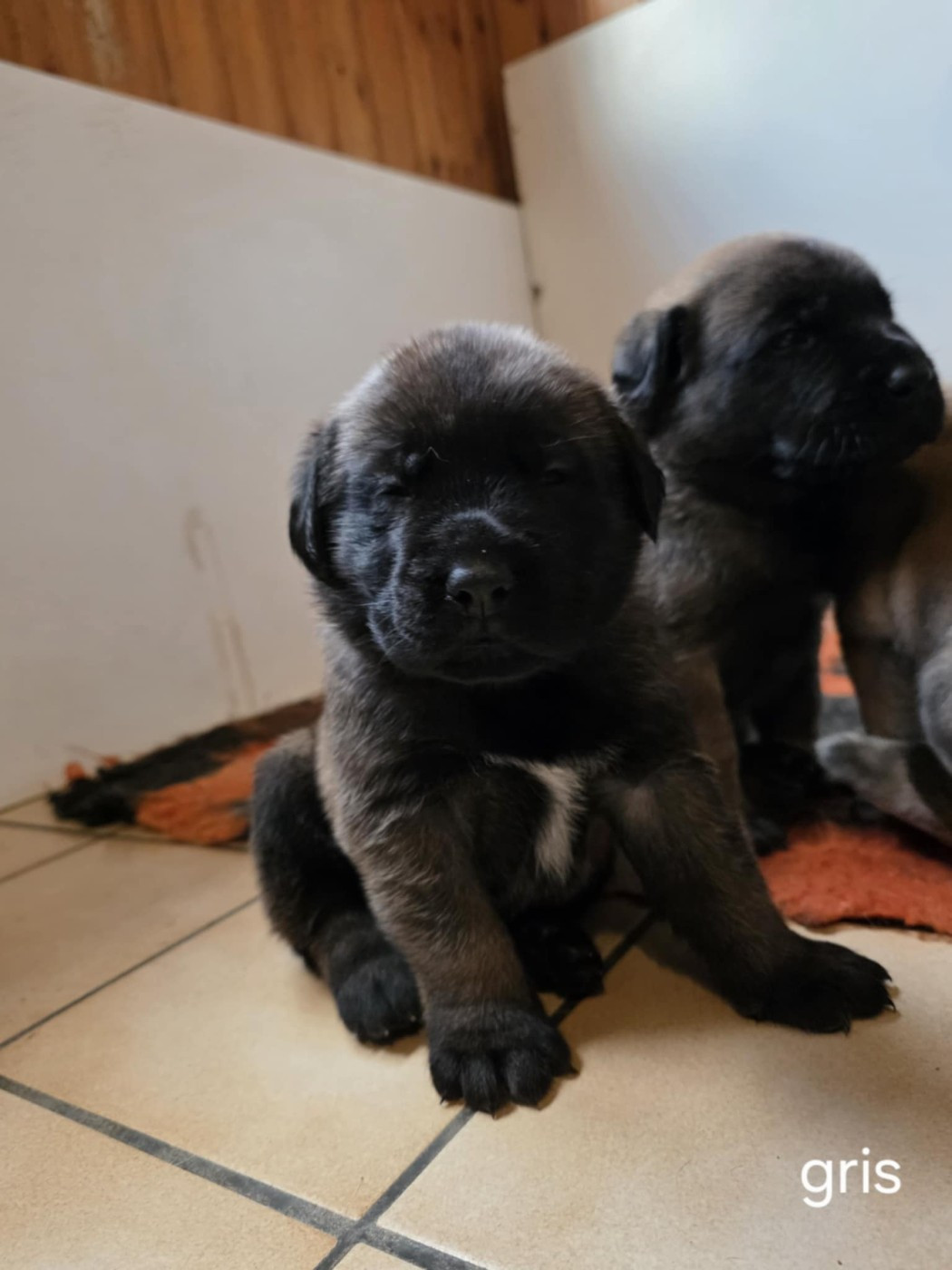 Des Géants Du Crollies - Chiots disponibles - Mastiff