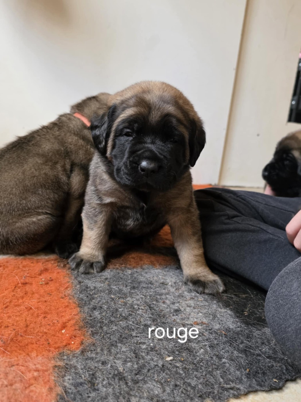 Des Géants Du Crollies - Chiots disponibles - Mastiff