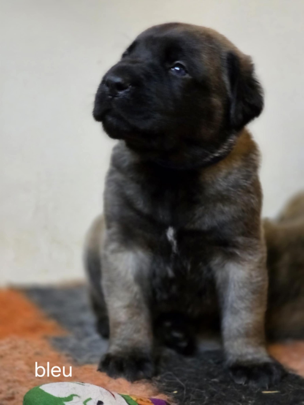 Des Géants Du Crollies - Chiots disponibles - Mastiff
