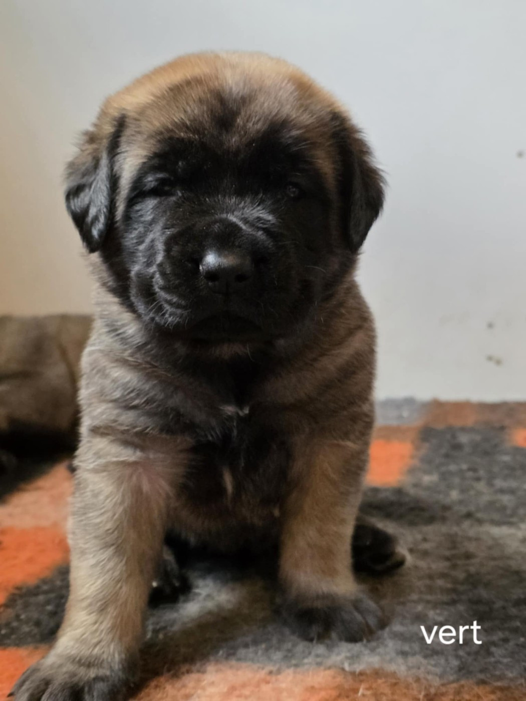 Des Géants Du Crollies - Chiots disponibles - Mastiff