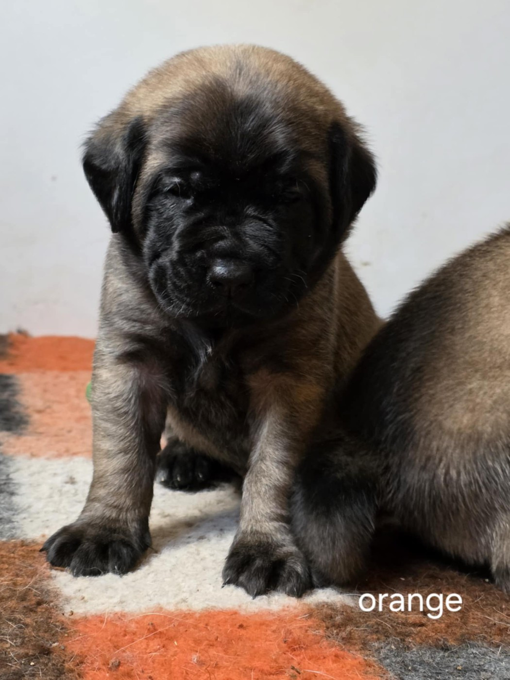 Des Géants Du Crollies - Chiots disponibles - Mastiff