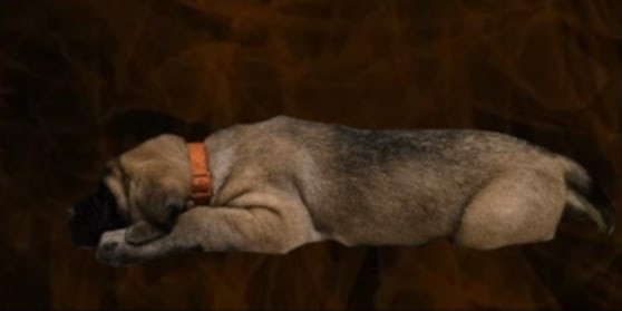 Des Géants Du Crollies - Mastiff - Portée née le 30/10/2025